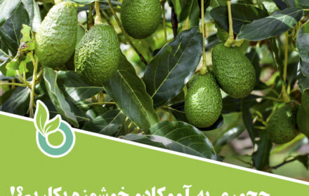 how plant a delicious avocado