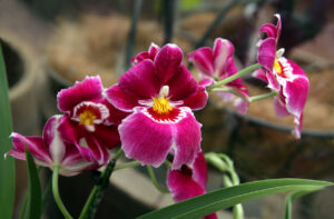 Purple orchid Miltoniopsis, closeup